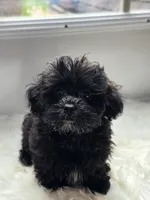 Lexi, a female Shihpoo and Poodle - Miniature  for sale in Covington, GA – 3 of 4
