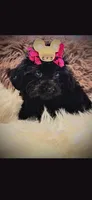 Pink girl Bow, a female Cockapoo for sale in Covington, GA – 2 of 3