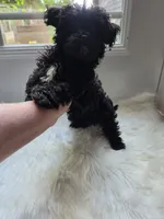 Taney, a male Shihpoo and Poodle - Miniature  for sale in Covington, GA – 3 of 5