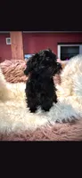Rocco, a male Cockapoo for sale in Covington, GA – 3 of 3
