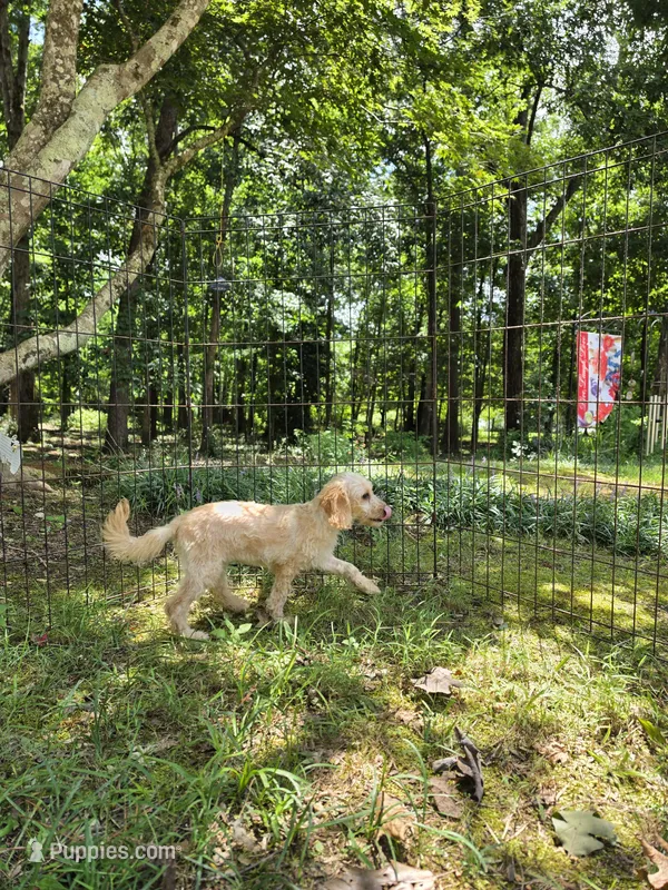 Lexi – Cockapoo puppy for sale in Covington, GA