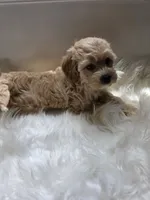 Carrie, a female Cockapoo and Poodle - Miniature  for sale in Covington, GA – 2 of 4