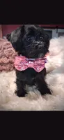 Pink Sparkle Bow Girl, a female Cockapoo for sale in Covington, GA – 2 of 3