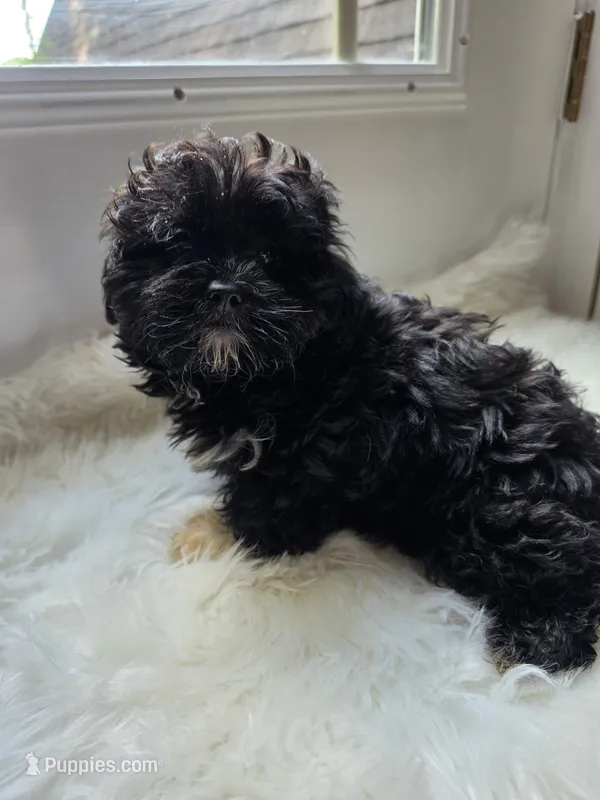 Haley – Shihpoo, Poodle - Miniature  puppy for sale in Covington, GA