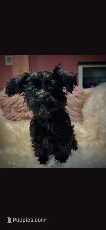 Rocco – Cockapoo puppy for sale in Covington, GA