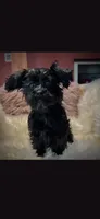 Rocco, a male Cockapoo for sale in Covington, GA – 1 of 3
