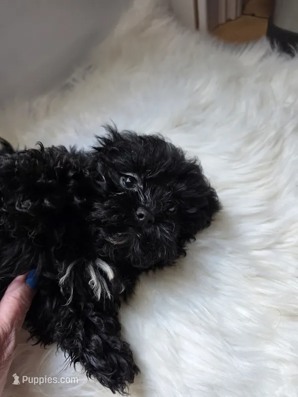 Rocco – Shihpoo, Poodle - Miniature  puppy for sale in Covington, GA