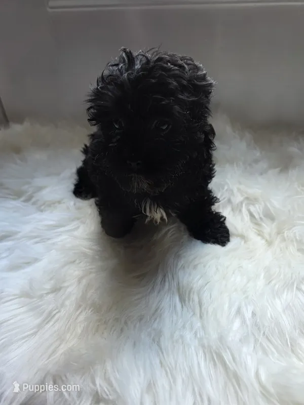 Taney – Shihpoo, Poodle - Miniature  puppy for sale in Covington, GA