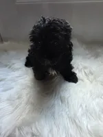 Taney, a male Shihpoo and Poodle - Miniature  for sale in Covington, GA – 1 of 5