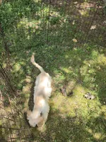 Haley, a female Cockapoo for sale in Covington, GA – 2 of 6