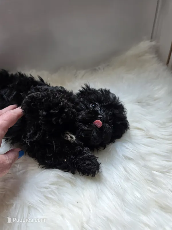 Rocco – Shihpoo, Poodle - Miniature  puppy for sale in Covington, GA