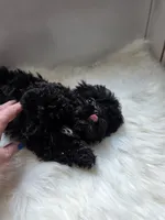 Rocco, a male Shihpoo and Poodle - Miniature  for sale in Covington, GA – 2 of 4