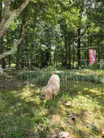 Lexi, a female Cockapoo for sale in Covington, GA – 5 of 6