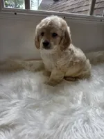 Zach, a male Cockapoo and Poodle - Miniature  for sale in Covington, GA – 3 of 4