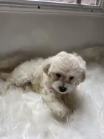 Shanna , a female Cockapoo and Poodle - Miniature  for sale in Covington, GA – 2 of 4