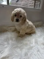 Zach, a male Cockapoo and Poodle - Miniature  for sale in Covington, GA – 2 of 4