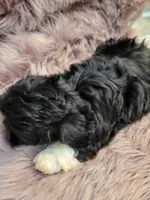 Livie, a female Shihpoo and Poodle - Miniature  for sale in Covington, GA – 1 of 2