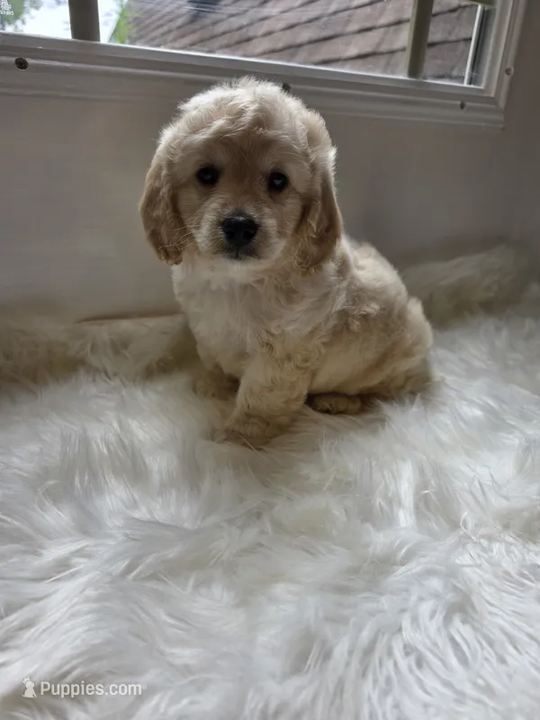 Zach – Cockapoo, Poodle - Miniature  puppy for sale in Covington, GA