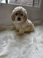 Zach, a male Cockapoo and Poodle - Miniature  for sale in Covington, GA – 1 of 4