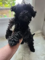 Taney, a male Shihpoo and Poodle - Miniature  for sale in Covington, GA – 5 of 5