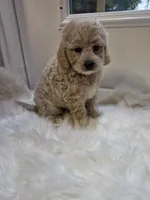 Taylor, a male Cockapoo and Poodle - Miniature  for sale in Covington, GA – 3 of 4