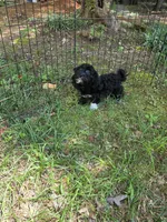 Livie, a female Shihpoo for sale in Covington, GA – 2 of 3