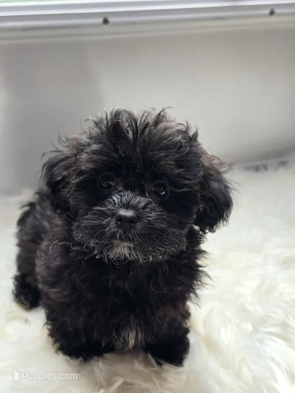 Lexi – Shihpoo, Poodle - Miniature  puppy for sale in Covington, GA