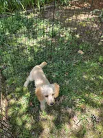 Lexi, a female Cockapoo for sale in Covington, GA – 4 of 6