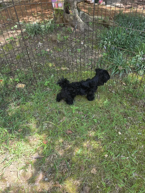 Taney  – Shihpoo puppy for sale in Covington, GA