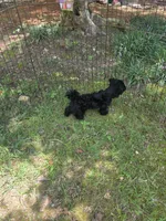 Taney , a male Shihpoo for sale in Covington, GA – 1 of 2