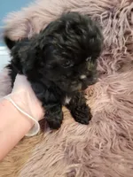Taney, a male Shihpoo and Poodle - Miniature  for sale in Covington, GA – 1 of 2