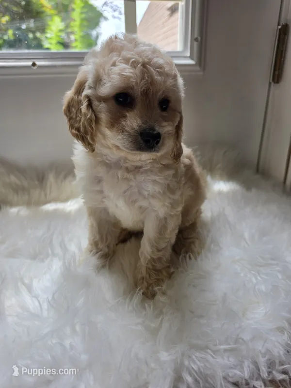 Addie – Cockapoo, Poodle - Miniature  puppy for sale in Covington, GA