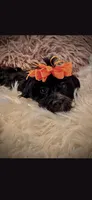 Orange Girl Bow, a female Cockapoo for sale in Covington, GA – 3 of 3