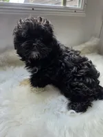Haley, a female Shihpoo and Poodle - Miniature  for sale in Covington, GA – 3 of 3