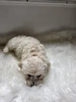 Shanna , a female Cockapoo and Poodle - Miniature  for sale in Covington, GA – 4 of 4