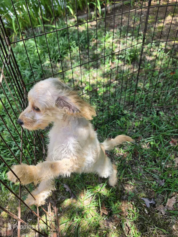 Lexi – Cockapoo puppy for sale in Covington, GA