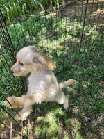 Lexi, a female Cockapoo for sale in Covington, GA – 1 of 2