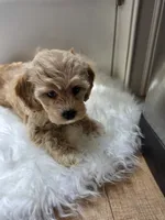 Carrie, a female Cockapoo and Poodle - Miniature  for sale in Covington, GA – 4 of 4