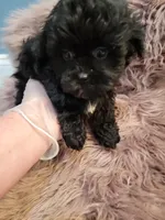 Taney, a male Shihpoo and Poodle - Miniature  for sale in Covington, GA – 1 of 1