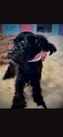 Pink Sparkle Bow Girl, a female Cockapoo for sale in Covington, GA – 3 of 3