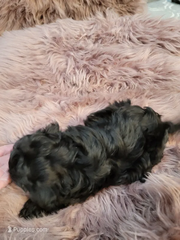 Haley – Shihpoo, Poodle - Miniature  puppy for sale in Covington, GA