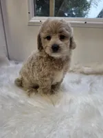 Taylor, a male Cockapoo and Poodle - Miniature  for sale in Covington, GA – 2 of 4