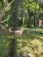 Lexi, a female Cockapoo for sale in Covington, GA – 2 of 6
