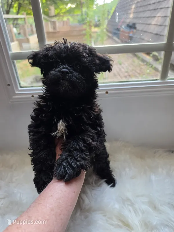 Taney – Shihpoo, Poodle - Miniature  puppy for sale in Covington, GA