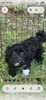 Livie, a female Shihpoo for sale in Covington, GA – 2 of 2