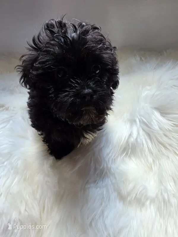 Livie – Shihpoo, Poodle - Miniature  puppy for sale in Covington, GA