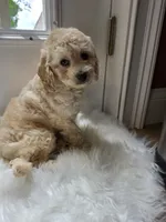 Hattiemae , a female Cockapoo and Poodle - Miniature  for sale in Covington, GA – 3 of 3