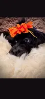 Orange Girl Bow, a female Cockapoo for sale in Covington, GA – 2 of 3