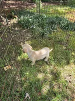 Tanny, a male Cockapoo for sale in Covington, GA – 2 of 3
