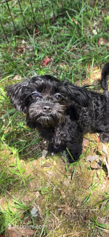 Livie – Shihpoo puppy for sale in Covington, GA